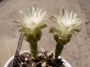 Гимнокалициум (Gymnocalycium mihanovichii)