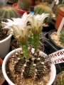 Гимнокалициум (Gymnocalycium mihanovichii)