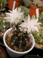 Гимнокалициум (Gymnocalycium mihanovichii)