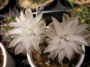 Гимнокалициум (Gymnocalycium mihanovichii)
