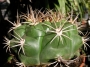 Гимнокалициум (Gymnocalycium)