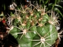 Гимнокалициум (Gymnocalycium)