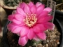 Гимнокалициум (Gymnocalycium)