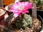 Гимнокалициум (Gymnocalycium)