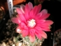 Гимнокалициум (Gymnocalycium)