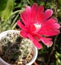 Гимнокалициум (Gymnocalycium)