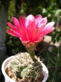 Гимнокалициум (Gymnocalycium)