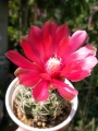 Гимнокалициум (Gymnocalycium)