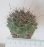 Гимнокалициум (Gymnocalycium)