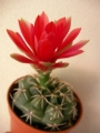Гимнокалициум (Gymnocalycium baldanium)
