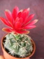 Гимнокалициум (Gymnocalycium baldanium)