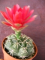 Гимнокалициум (Gymnocalycium baldanium)