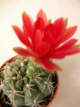 Гимнокалициум (Gymnocalycium baldanium)