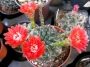 Гимнокалициум червен (Gymnocalycium baldanium)