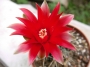 Гимнокалициум червен (Gymnocalycium baldanium)