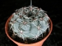 Гимнокалициум (Gymnocalycium baldanium)
