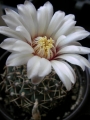 Гимнокалициум (Gymnocalycium bruchii)