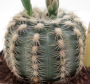 Гимнокалициум (Gymnocalycium bruchii)