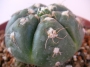 Гимнокалициум (Gymnocalycium denudatum)