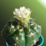 Гимнокалициум (Gymnocalycium denudatum)