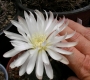 Гимнокалициум (Gymnocalycium denudatum)