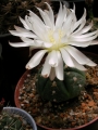 Гимнокалициум (Gymnocalycium denudatum)