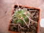 Гимнокалициум (Gymnocalycium guanchinense P 226)