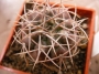 Гимнокалициум (Gymnocalycium guanchinense SB)