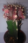 Гимнокалициум (Gymnocalycium mihanovichii)