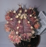 Гимнокалициум (Gymnocalycium mihanovichii)