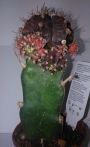 Гимнокалициум (Gymnocalycium mihanovichii)