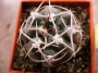 Гимнокалициум (Gymnocalycium mostii)