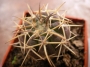Гимнокалициум (Gymnocalycium spegassini P43B)