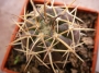 Гимнокалициум (Gymnocalycium spegassini P43B)