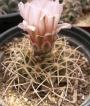 Гимнокалициум (Gymnocalycium spegassini P43B)