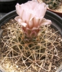 Гимнокалициум (Gymnocalycium spegassini P43B)