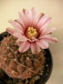 Гимнокалициум (Gymnocalycium stellatum, Gymnocalycium asterium)