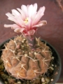 Гимнокалициум (Gymnocalycium stellatum, Gymnocalycium asterium)