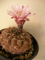 Гимнокалициум (Gymnocalycium stellatum, Gymnocalycium asterium)