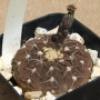 Гимнокалициум (Gymnocalycium stellatum, Gymnocalycium asterium)
