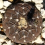 Гимнокалициум (Gymnocalycium stellatum, Gymnocalycium asterium)