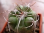 Гимнокалициум (Gymnocalycium valnicekianum ST0829-2)