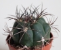 Гимнокалициум (Gymnocalycium zegarrae)