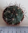 Гимнокалициум (Gymnocalycium zegarrae)