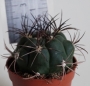 Гимнокалициум (Gymnocalycium zegarrae)