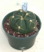 Гимнокалициум хорсти (Gymnocalycium horstii var. buenekeri)