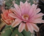 Гимнокалициум хорсти (Gymnocalycium horstii var. buenekeri)