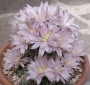 Гимнокалициум хорсти (Gymnocalycium horstii var. buenekeri)