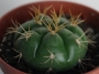 Гимнокалициум хорсти (Gymnocalycium horstii var. buenekeri)