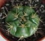 Гимнокалициум хорсти (Gymnocalycium horstii var. buenekeri)